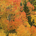 Shades of Fall